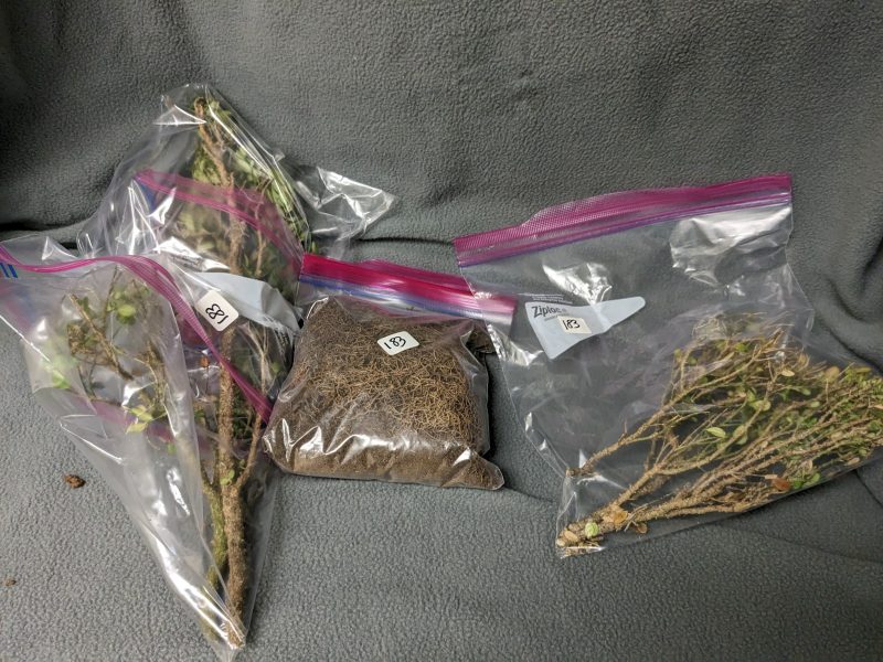 Example of proper plant sample. Enough soil and roots together in one bag. Branches and twigs in separate bag.