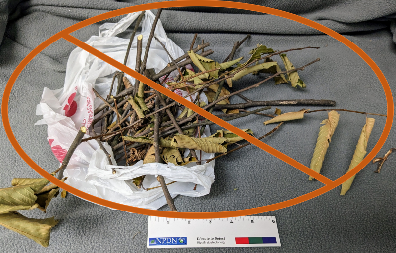 Avoid sending only completely dead tissue and smaller diameter twigs, an insufficient sample for testing.