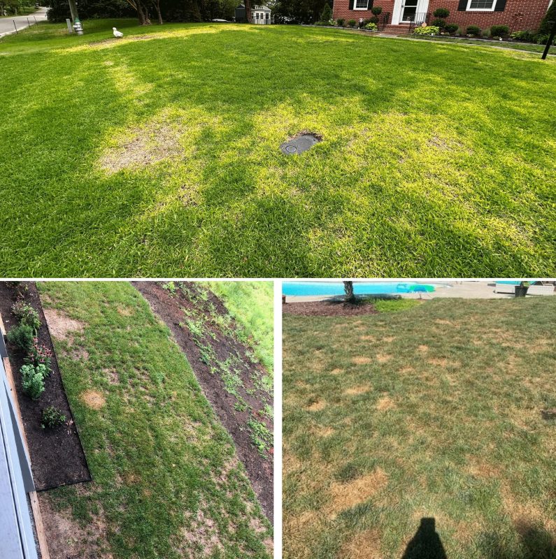 Examples of images of turfgrass showing the pattern of the problem in the landscape.