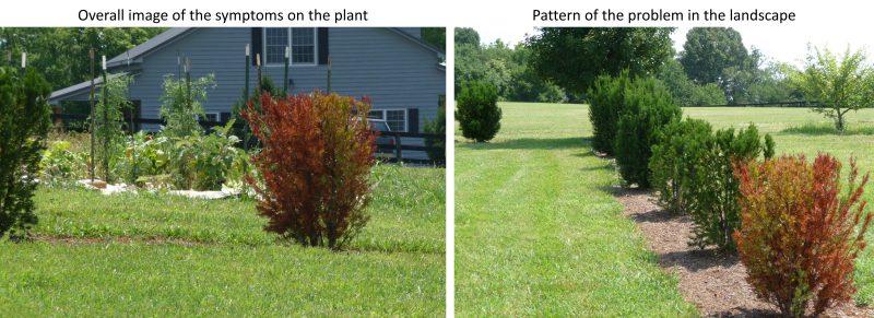 Left:  Overall image of the symptoms on the plant. Right Pattern of the problem in the landscape 