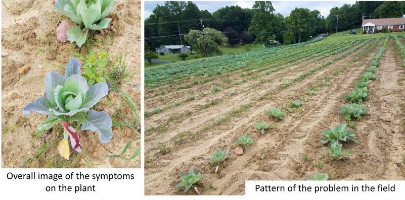 Left: Overall image of the symptoms on the plant. Right Pattern of the problem in the field.