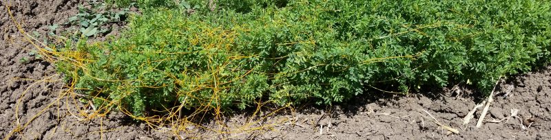 Cuscuta connecting lentil plants