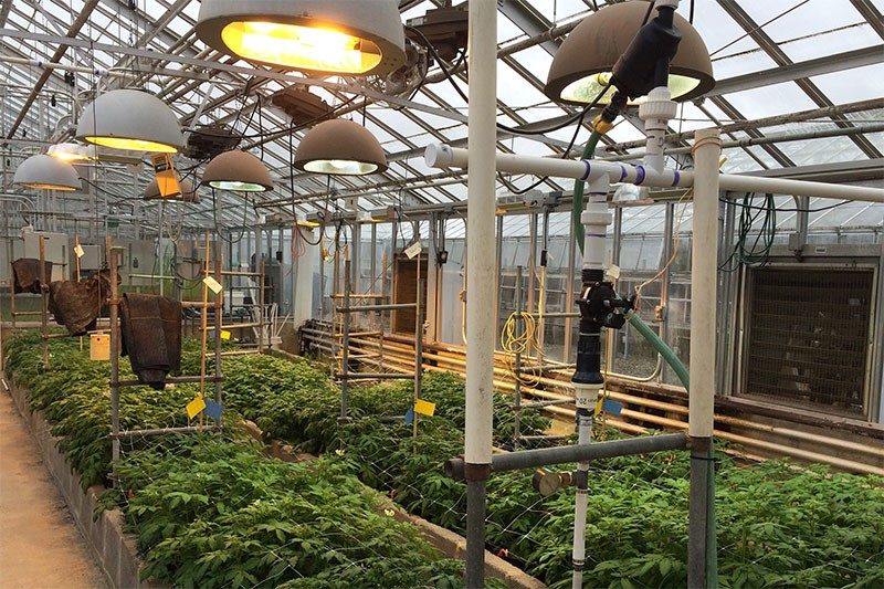 Greenhouses at Virginia Tech