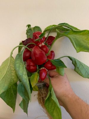 Virginia Tech researchers to develop snacking pepper suitable for indoor ag