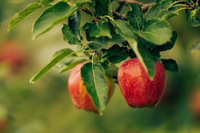 Virginia Tech researchers fight fire blight’s plight on apple production