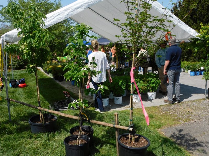 The Horticulture Club and Hahn Garden hold their annual plant sale.