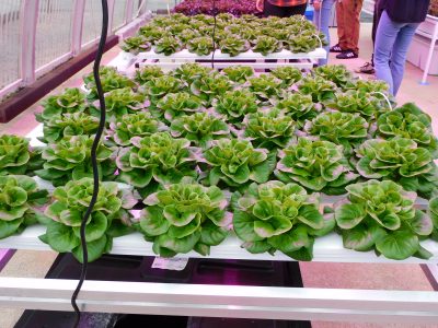 Lettuce growing in the University Greenhouse.