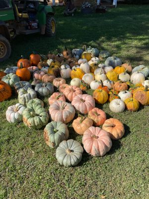 Virginia is for pumpkin lovers – and Virginia Tech is helping farmers meet the demand for all-things-pumpkin this fall